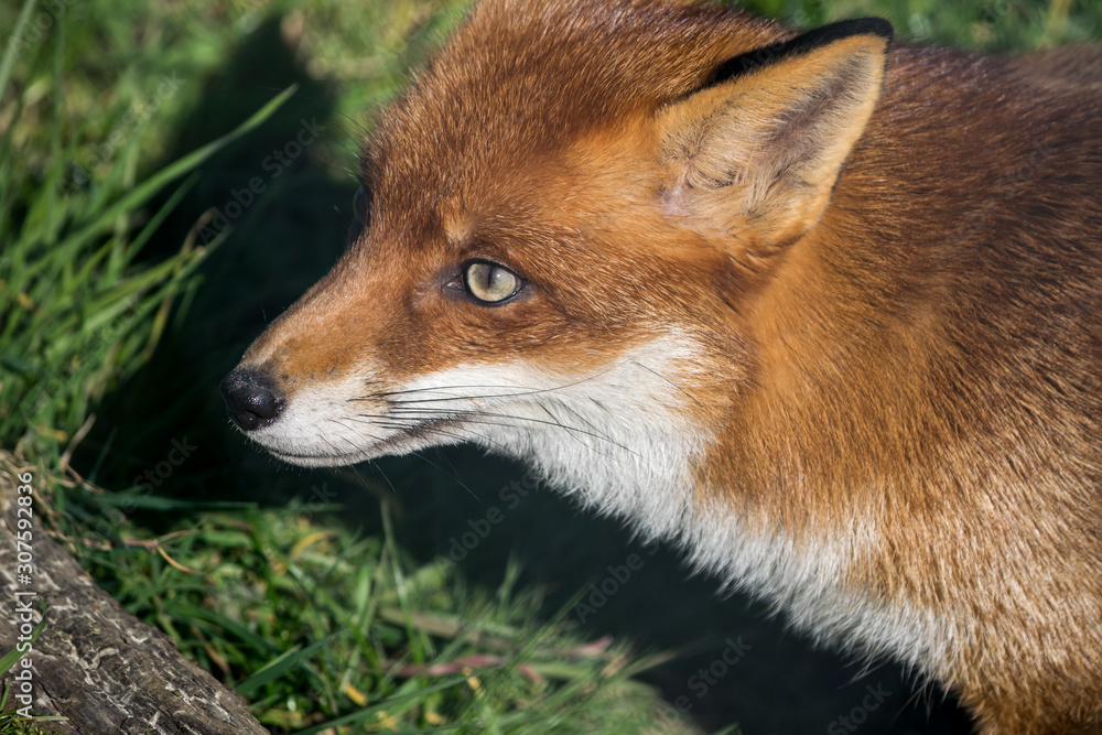 Red Fox (Vulpes vulpes) Red Fox (Vulpes vulpes)