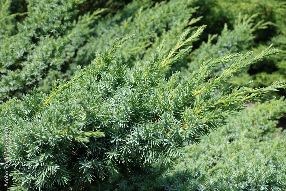 Closeup of blue green foliage of Juniperus squamata in summer Closeup of blue green foliage of Juniperus squamata in summer