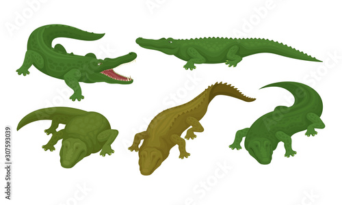 Collection of Crocodiles  Green Reptile Animal in Different Poses Vector Illustration