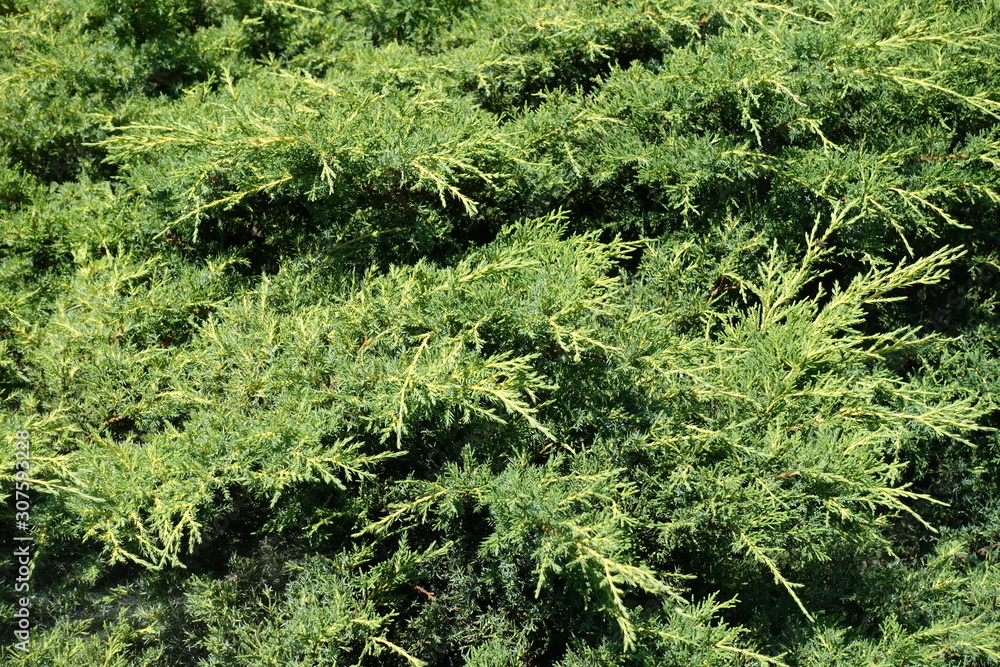 Lush foliage of Juniperus squamata in June Lush foliage of Juniperus squamata in June