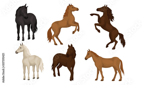 Horse Breeds Collection, Beautiful Horses of Different Colors Vector Illustration