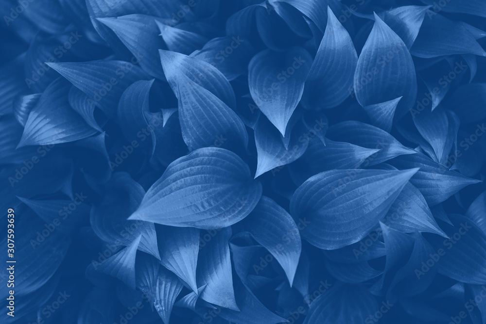 Nature concept. Top view. Green leaves texture in monochrome color. Trendy blue and calm color. Tropical leaf background. Nature concept. Top view. Green leaves texture in monochrome color. Trendy blue and calm color. Tropical leaf background.