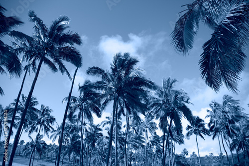 Tropical blue classic background. Palm tree on Easter Island. Color of the year. Coy2020