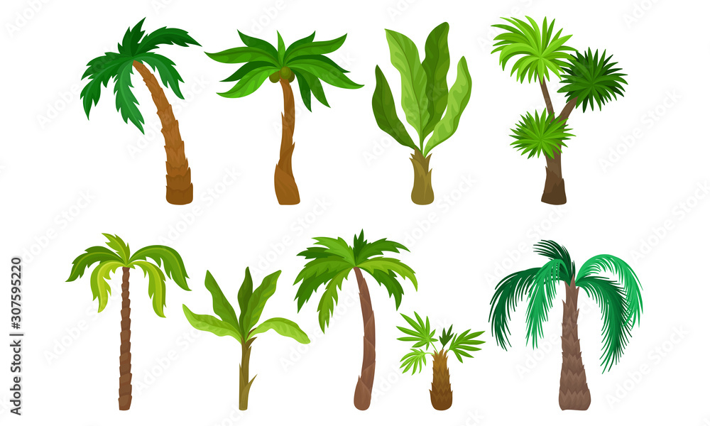 Fototapeta premium Palm Trees Collection, Tropical Forest, Landscape Design Element Vector Illustration