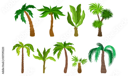 Palm Trees Collection  Tropical Forest  Landscape Design Element Vector Illustration