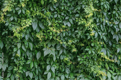 Tela Green hedge background