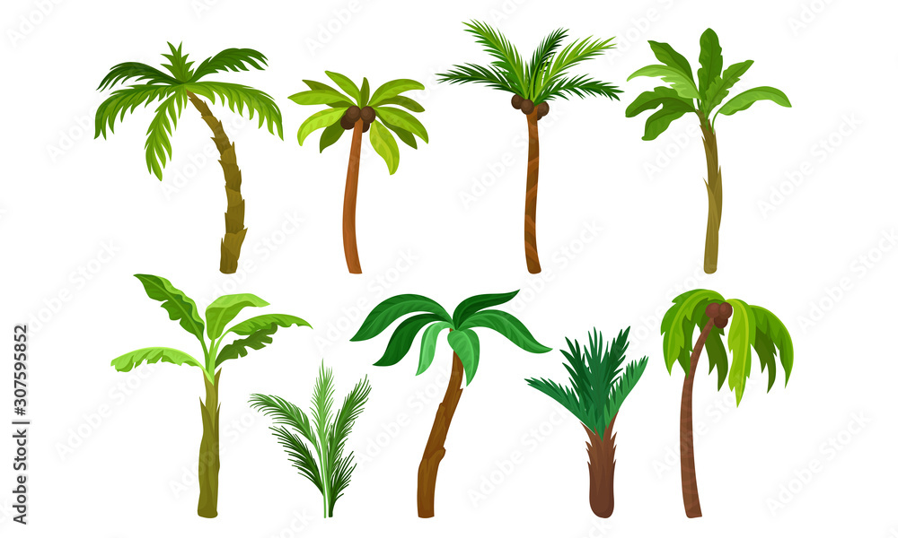 Green Palm Trees Collection, Tropical Forest, Landscape Design Element Vector Illustration