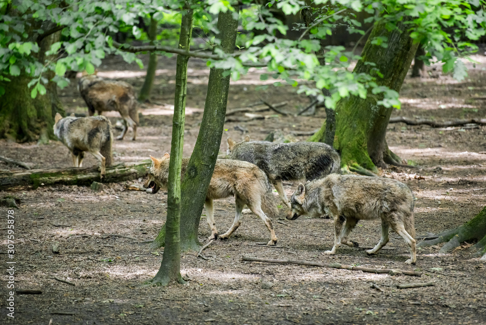 Eurasian wolves in a controlled enviroment Eurasian wolves in a controlled enviroment