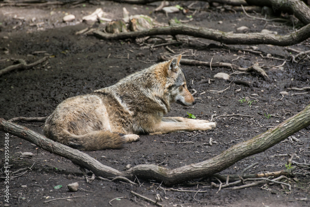 Eurasian wolf in a controlled enviroment