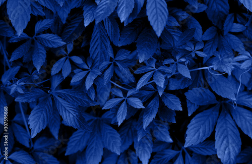 Natural classic blue background leaves of decorative bush grapes. The color of the year 2020. photo