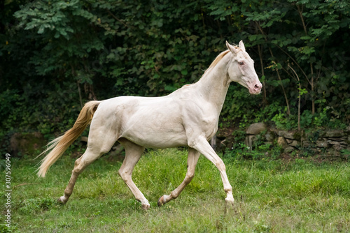 Akhal Teke at gallop