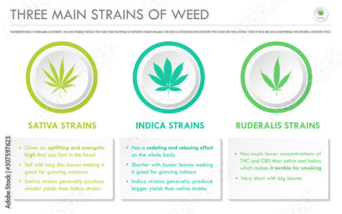 Three Main Strains of Weed horizontal business infographic illustration about cannabis as herbal alternative medicine and chemical therapy, healthcare and medical science vector.