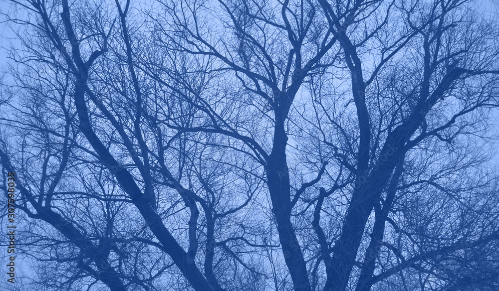 Blue tree without leaves against the sky. Tinted blue. Blue tree without leaves against the sky. Tinted blue.