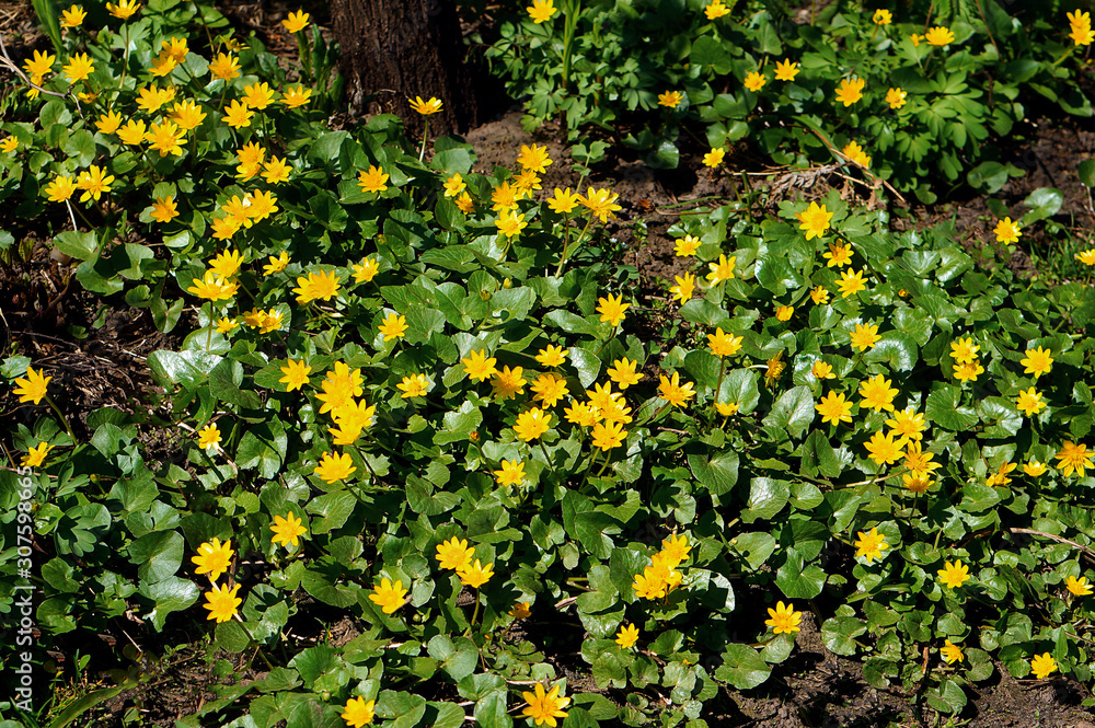 Spring meadow full of Caltha palustris, known as marsh-marigold and kingcup - small wild yellow seasonal flowers
