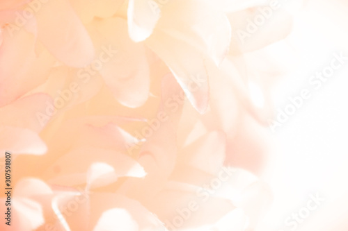 Beautiful abstract color orange pink and white flowers background and pink flower frame and white and pink leaves texture background  © Weerayuth