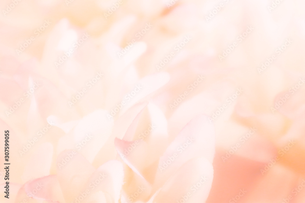 Beautiful abstract color orange pink and white flowers background and pink flower frame and white and pink leaves texture background 