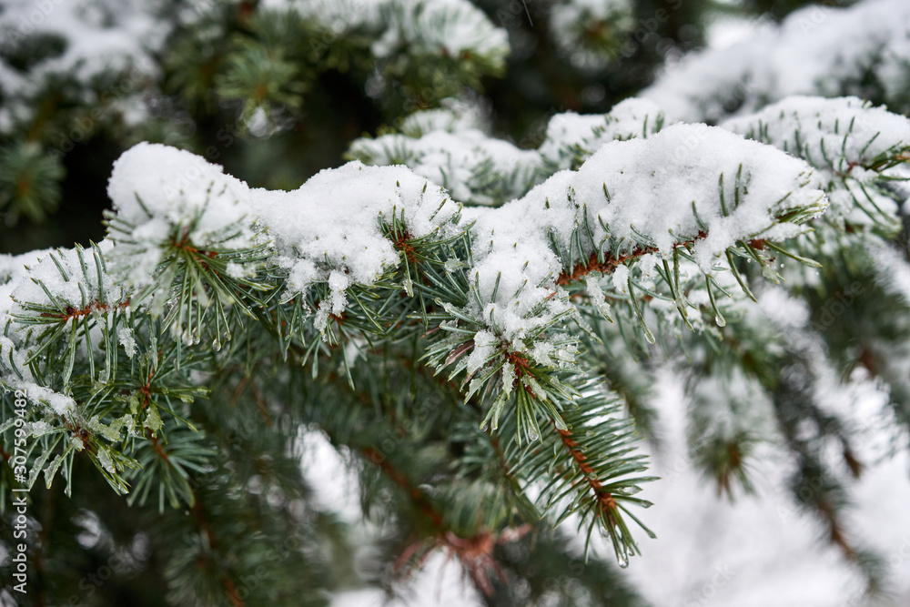 Green pine covered with snow.