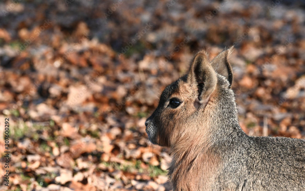 Fototapeta premium Mara