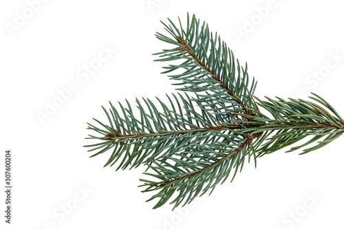 This is a natural sprig of blue spruce isolated on a white background. Suitable for collage, banner making and any New Year and Christmas design.