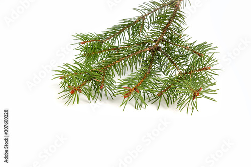 This is a natural sprig of spruce isolated on a white background. Suitable for collage  banner making and any New Year and Christmas design.