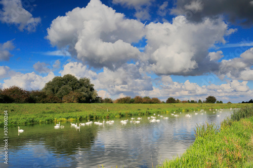 Mute swans on the river Welland near Crowland town, Lincolnshire; England, UK