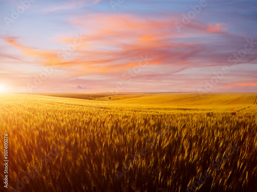 Field of yellow wheat in sunlight. Location rural place of Ukraine, Europe.