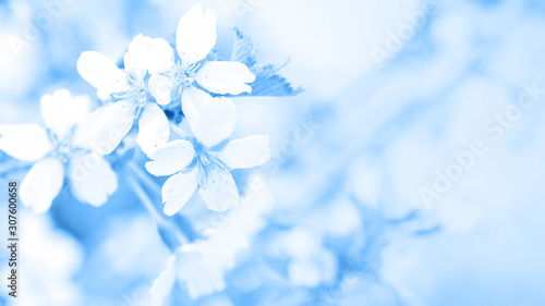 Classic blue, toned image. Flowers of cherry blossom in soft light, sacura with bokeh and filters, floral background. Long width banner