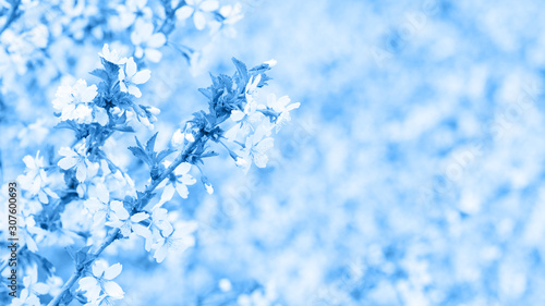 Classic blue, toned image. Branch with blossoms Sakura. Abundant flowering bushes with buds cherry blossoms in the spring. Prunus incisa. Long width banner © Nata Bene