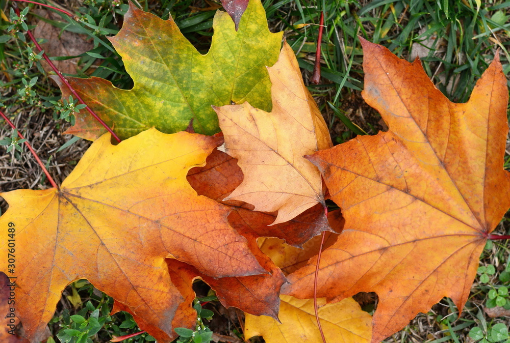 Fallen Autumn Leaves on the grass Fallen Autumn Leaves on the grass