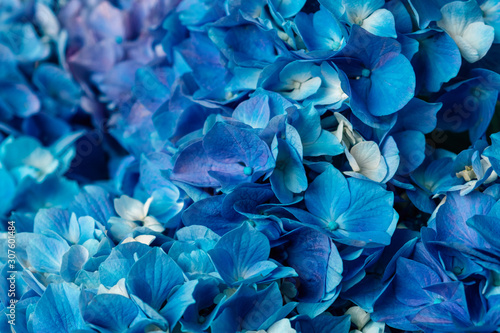 Flowery texture for background. Beautiful blooming blue hydrangea flowers, close up. Space for text. Color trend of the year 2020.