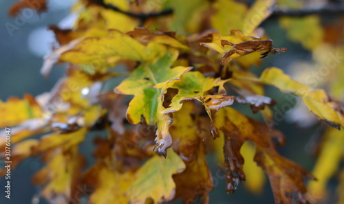 Oak branch with orange leaves in the forest in autumn. Nature background. 