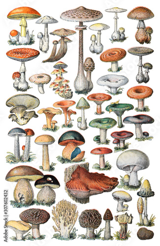 Fotografia Mushroom and toadstool collection - vintage illustration from Petit Larousse Ill
