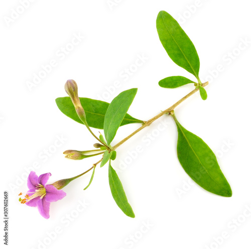 Goji Berry Flower Branch Twig. Medicinal and Culinary Plant. Isolated on White Background. photo