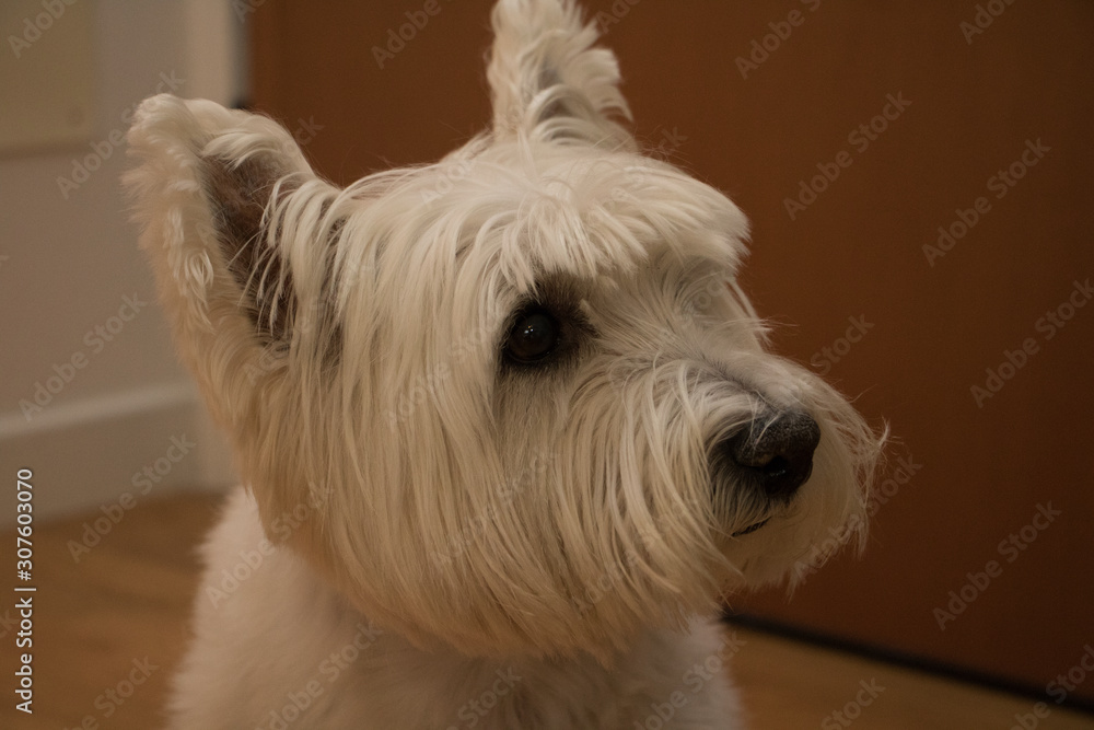 west highland white terrier.