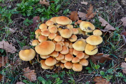 autumn mushrooms in the forest.