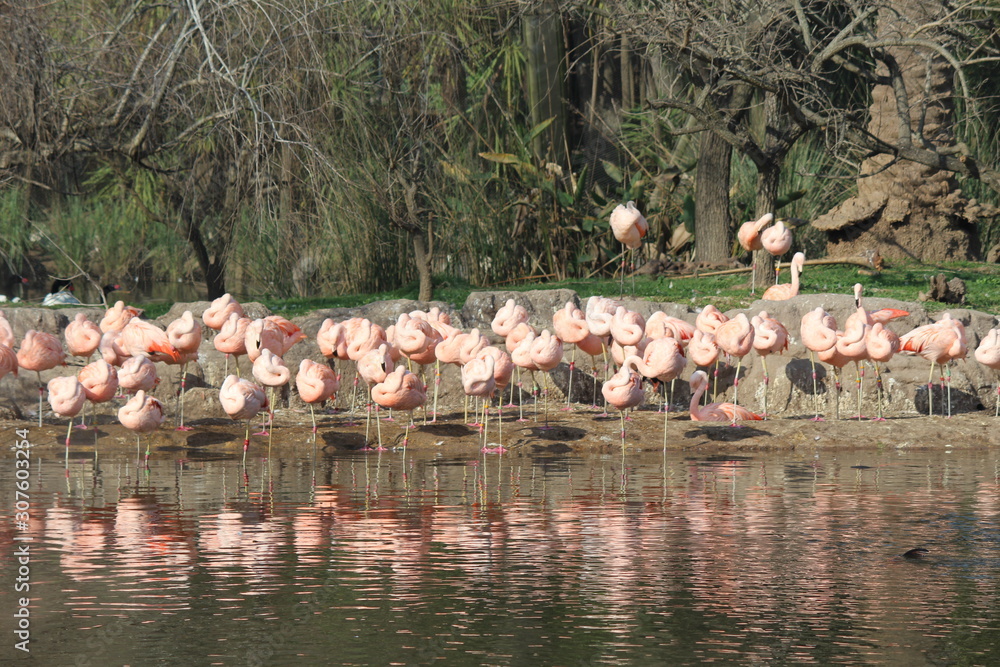 Fototapeta group of flamingos