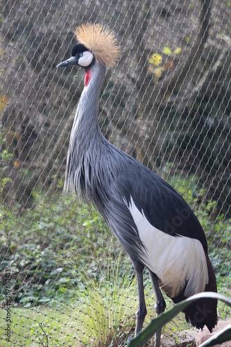 crowned crane