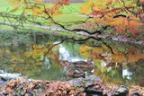 autumn duck in water