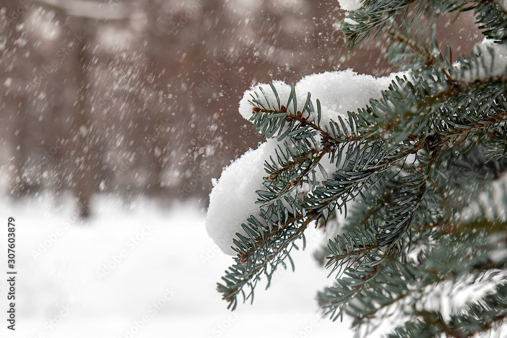blue spruce branch under the snow against the background of a blurry winter forest during heavy snowfall