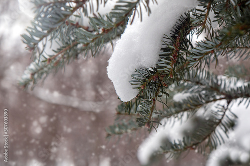 blue spruce branch under the snow against the background of a blurry winter forest during a snowfall