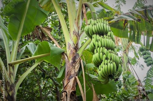 bananas on tree