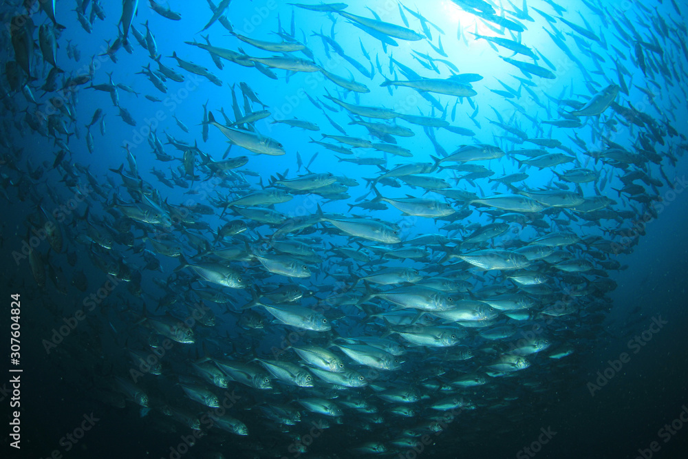 School of Bigeye Trevally fish School of Bigeye Trevally fish