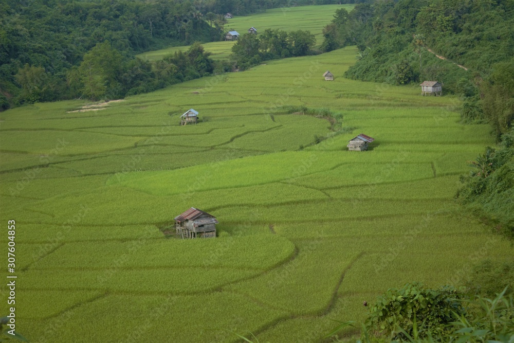 Rice plantation in laos