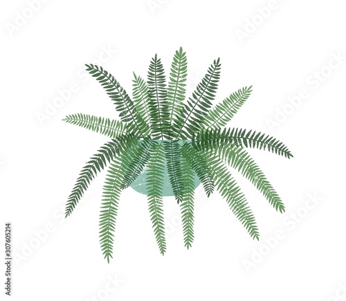 Fern houseplant in stylish ceramic pot flat vector illustration. Colorful trendy home interior decoration element. Indoor flower, exotic tropical potted plant isolated on white background.