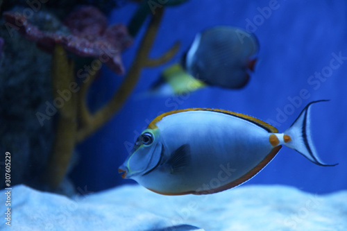 Fotografie Beautiful achilles tang fish in clear aquarium