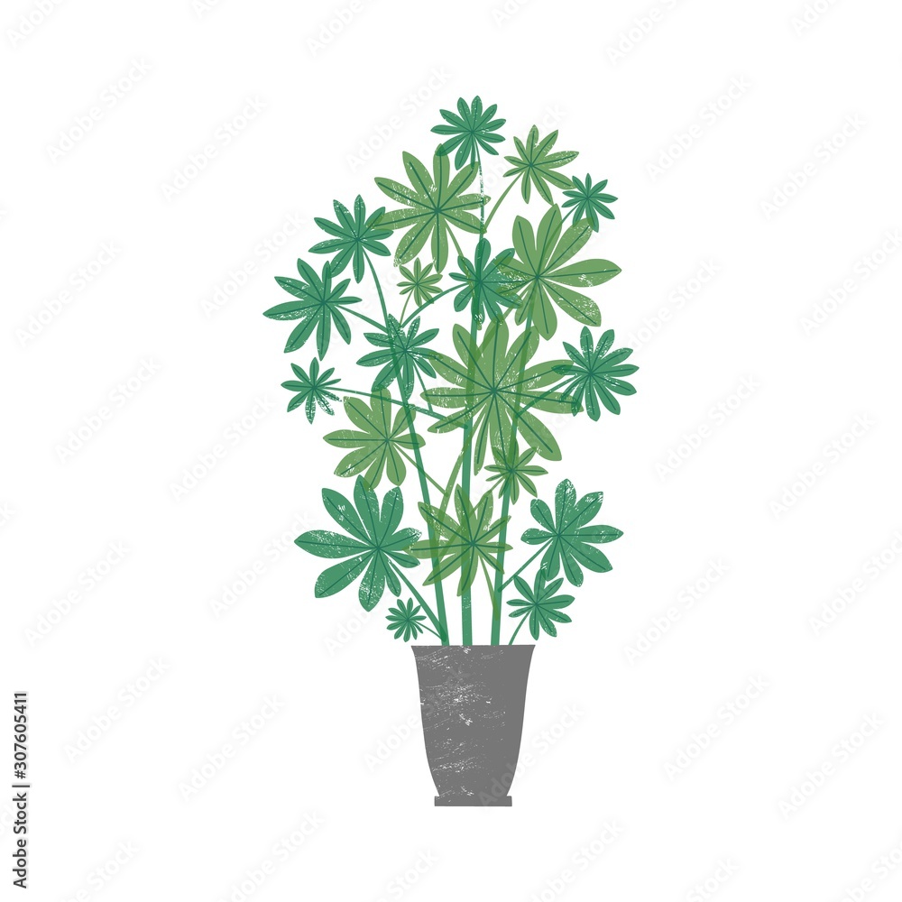 Schefflera arboricola potted plant flat vector illustration. Dwarf umbrella tree in trendy ceramic pot isolated on white background. Stylish domestic decorative greenery, indoor flower.