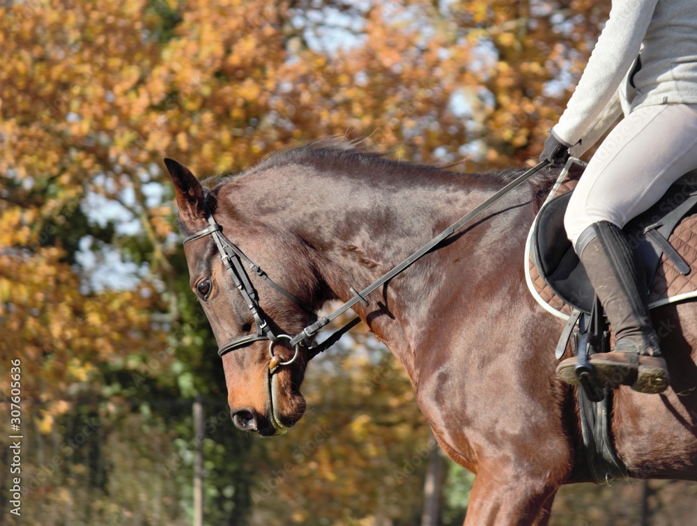 Obraz premium Horse bay Dressage 