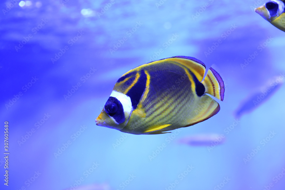 Naklejka premium Beautiful raccoon butterflyfish in clear aquarium water