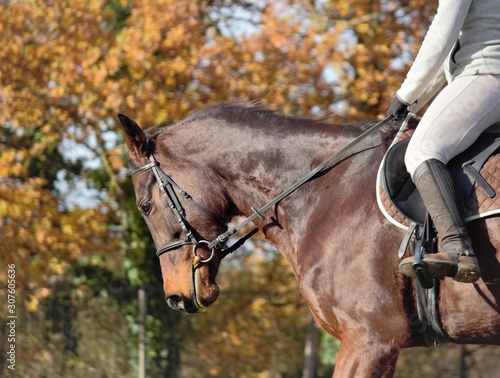 Horse bay Dressage  photo