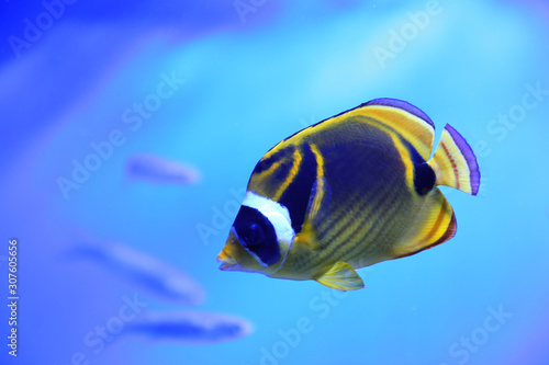 Beautiful raccoon butterflyfish in clear aquarium water